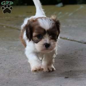 Addie, Cava-Tzu Puppy